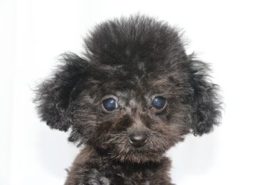ティーカッププードルブラック(黒)の子犬メス、生後3ヵ月画像