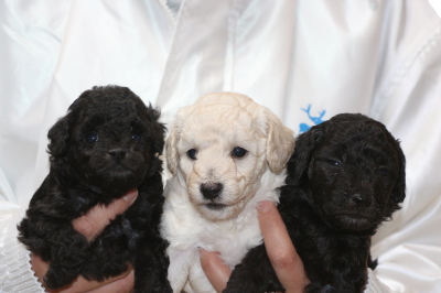 トイプードルシルバーとホワイト(白)オスシルバ―メスの子犬、生後4週間画像