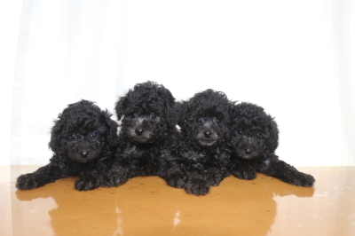 トイプードルシルバーの子犬オス3頭メス1頭、生後6週間画像