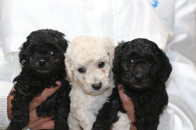 トイプードルシルバーとホワイト(白)オスシルバ―メスの子犬、生後5週間画像