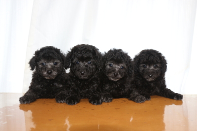 トイプードルシルバーの子犬オス3頭メス1頭、生後7週間画像