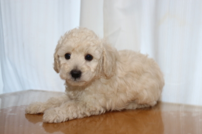 トイプードルホワイト(白)の子犬オス、生後6週間画像
