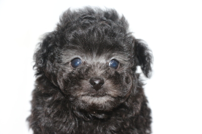 タイニーサイズトイプードルシルバーの子犬オス、生後7週間画像