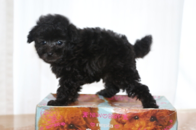 タイニーサイズトイプードルシルバーの子犬オス、生後7週間画像