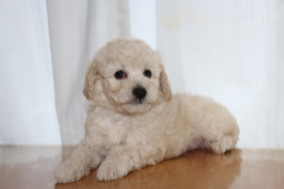 トイプードルホワイト（白）の子犬オス、生後7週間画像