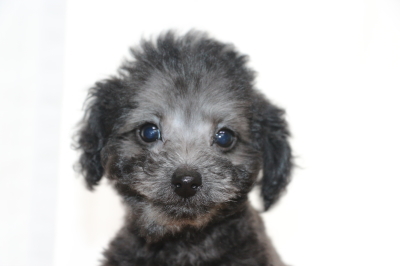 トイプードルシルバーの子犬オス、生後2ヵ月画像