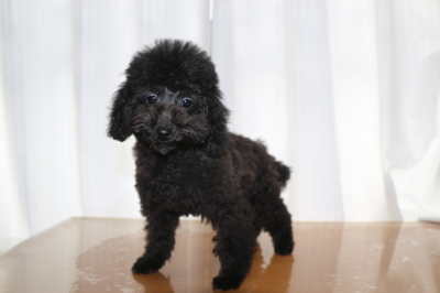 トイプードルブラック(黒)の子犬オス、生後4ヵ月画像