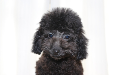 トイプードルブラック(黒)の子犬オス、生後4ヵ月画像