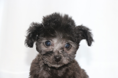 ティーカッププードルシルバーの子犬オス、生後2ヵ月画像
