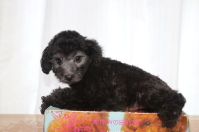 トイプードルシルバーの子犬メス、生後2ヵ月画像