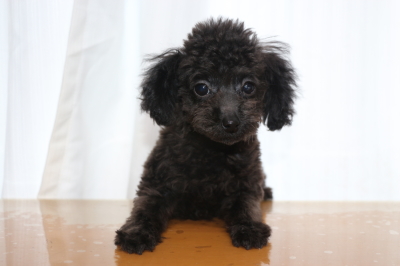 ティーカッププードルブラック(黒)の子犬メス、三重県四日市市メイちゃん画像