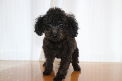 ティーカッププードルブラック(黒)の子犬メス、三重県四日市市メイちゃん画像