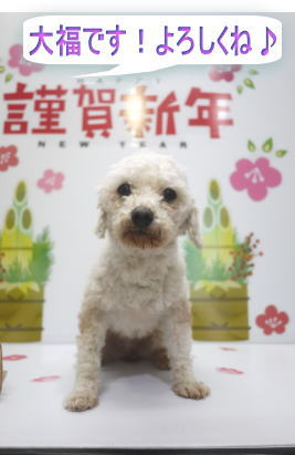 千葉県のトイプードルブリーダーの成犬，トリミング画像