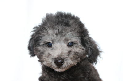 トイプードルシルバーの子犬オス、生後2ヵ月半画像