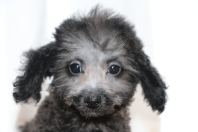 トイプードルシルバーの子犬オス、生後2ヵ月半画像