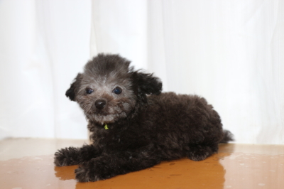 ティーカッププードルシルバーの子犬オス、生後2ヵ月半画像