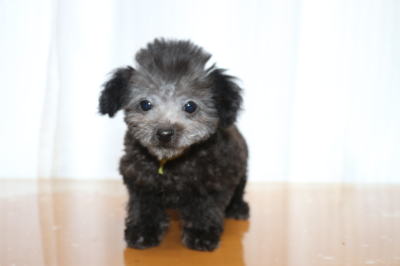 ティーカッププードルシルバーの子犬オス、生後2ヵ月半画像