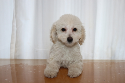 トイプードルホワイト(白)の子犬オス、生後2ヵ月半画像