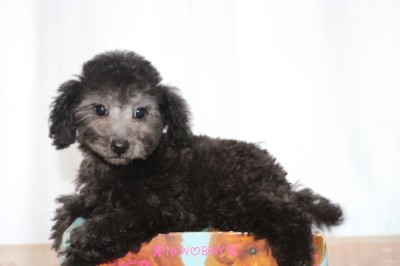 トイプードルシルバーの子犬メス、生後2ヵ月半画像