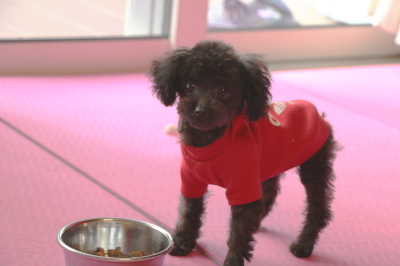 ティーカッププードルブラックの子犬メス、三重県四日市市メイちゃん画像