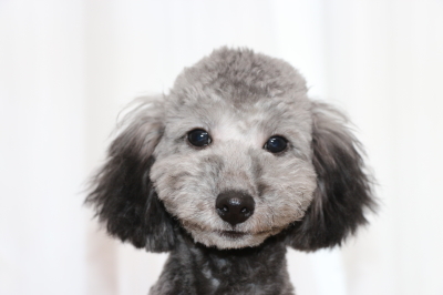 トイプードルシルバーの子犬オス、生後5ヵ月画像
