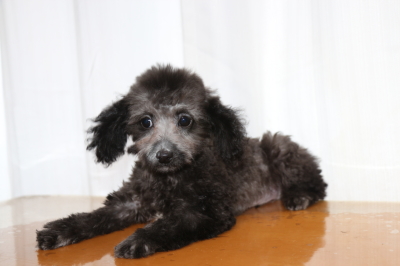 トイプードルシルバーの子犬オス、生後3ヵ月画像