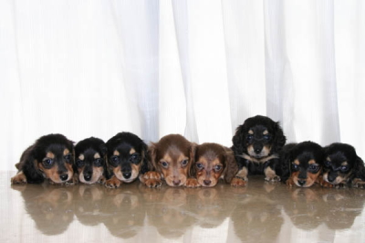 ミニチュアダックスブラックタンブラッククリームチョコタンチョコクリームの子犬8頭兄弟画像