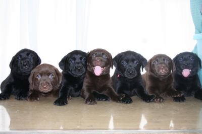 ラブラドールブラックチョコの子犬オスメス、7頭兄弟画像