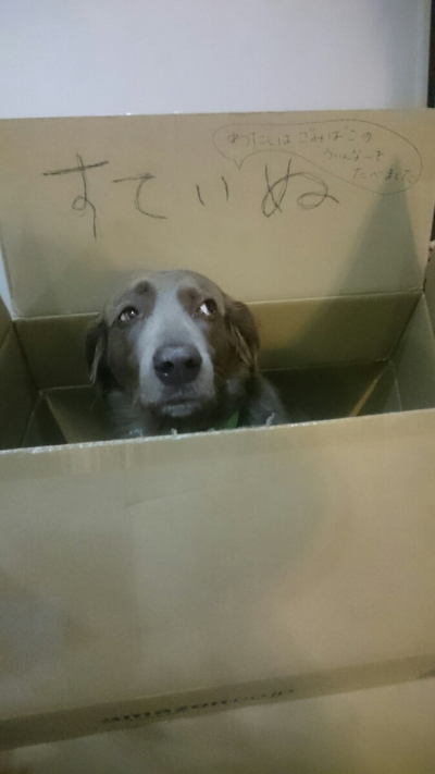 捨て犬ワイマラナーメス、愛知県日進市画像