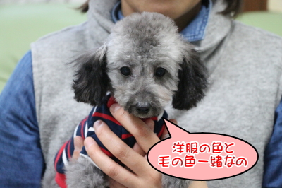 ティーカッププードルシルバーの子犬メス、埼玉県三芳町ピコちゃん