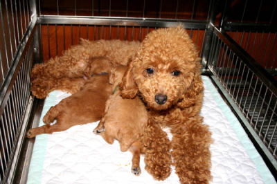 トイプードルレッドアプリコットの子犬オス、生後2週間画像