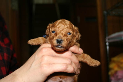 トイプードルレッドアプリコットの子犬オス、生後2週間画像