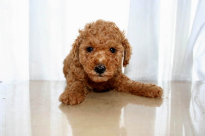 トイプードルレッドの子犬オス、生後50日画像