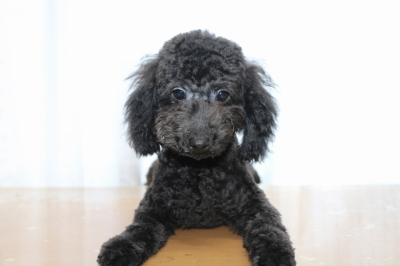 トイプードルブラック(黒)の子犬オス、生後5ヵ月