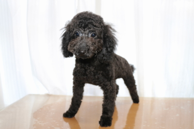 トイプードルブラック(黒)の子犬オス、生後5ヵ月