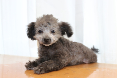 ティーカッププードルシルバーの子犬オス、生後3ヵ月画像