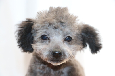 ティーカッププードルシルバーの子犬オス、生後3ヵ月画像