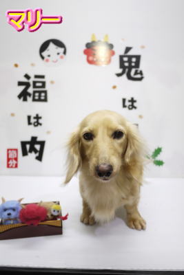 千葉県のトイプードルブリーダーの成犬，トリミング前画像