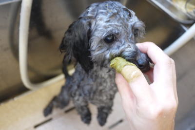 トイプードルブリーダーの子犬，ハーブ歯磨き画像