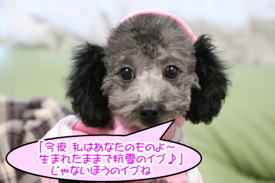 トイプードルシルバーの子犬メス、愛知県名古屋市イブちゃん