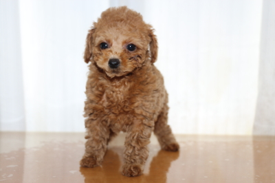 トイプードルレッドの子犬メ、生後2ヵ月画像