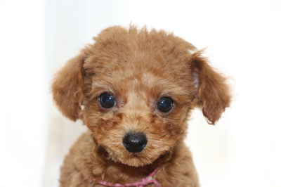 タイニーサイズトイプードルレッドの子犬メ、生後2ヵ月画像