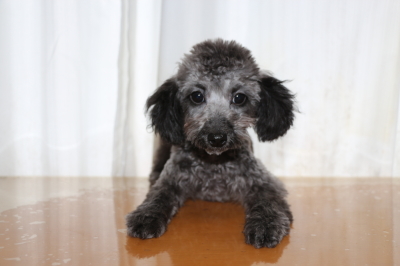 トイプードルシルバーの子犬オス、生後4ヵ月画像