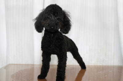 トイプードルブラック(黒)の子犬オス、生後半年画像