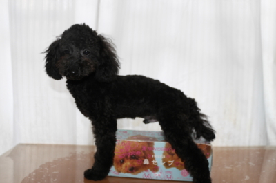 トイプードルブラック(黒)の子犬オス、生後半年画像