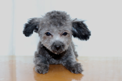 ティーカッププードルシルバーの子犬オス、生後4ヵ月画像
