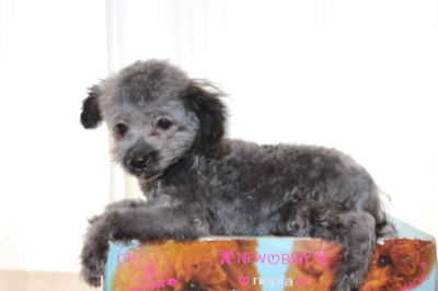 ティーカッププードルシルバーの子犬オス、生後4ヵ月画像