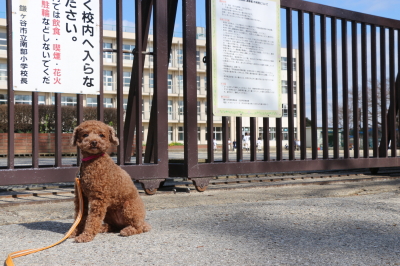 ペットホテルin千葉県トイプードルのマリンちゃんfrom市川市画像