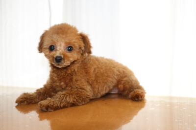 タイニーサイズトイプードルレッドの子犬メス、生後2ヵ月画像