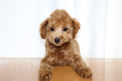 トイプードルレッドの子犬オス1頭、生後3ヵ月画像